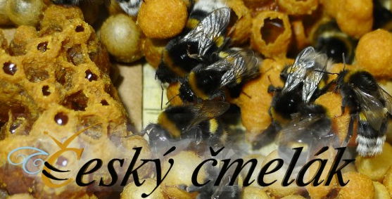 Český čmelák